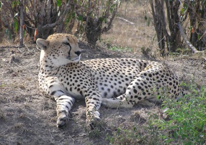 Gepard