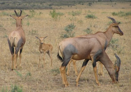 Antilope