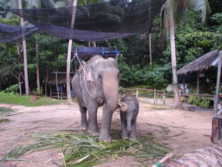 Elefanten-Trekking